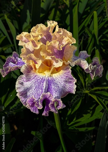 A purple and yellow Bearded Iris blooming in a garden near Salem Oregon