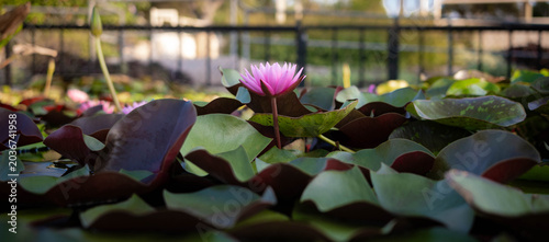 Photos Pink waterlily in a pond in the International Waterlily Collection in San Angelo