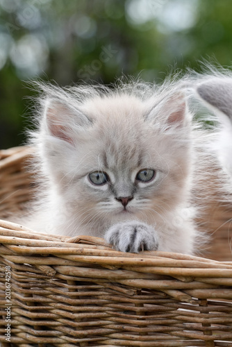 Siberian Kitten Blue Green Eyes Wicker Basket Paw Rim — Adorable Fluffy Cat Direct Gaze Rustic Portrait Spring Norway