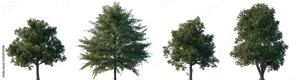 Fototapeta premium Set of Tilia platyphyllos (the large-leaved lime, broad-leaved lime) frontal street trees isolated png on a transparent background perfectly cutout