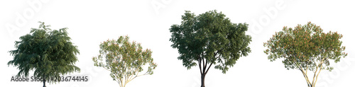 Foto Set of American Elm and Amorpha fruticosa frontal street isolated png on a trans