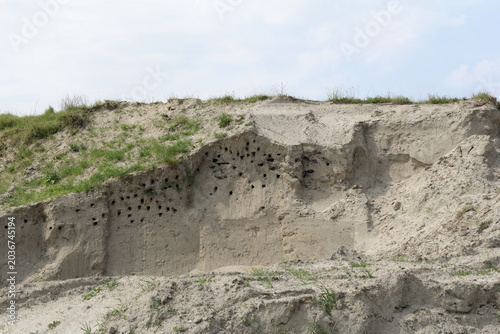 a nesting wall for sand martins in a sand dune with a lot of holes at the dutch coast in springtime