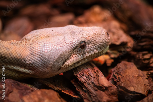 Foto Nice close up macro photo of white python in zoo