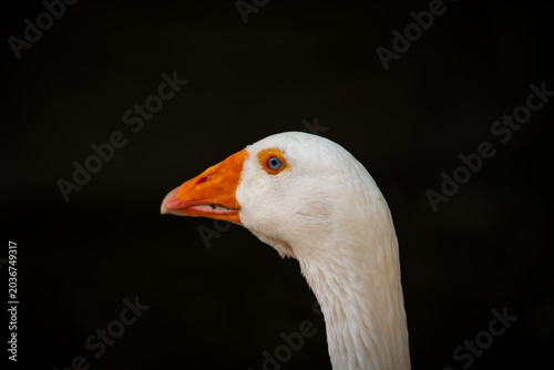 Nice gouse portrait close up at dark background