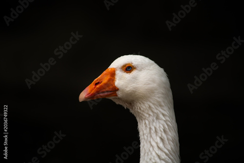 Nice gouse portrait close up at dark background