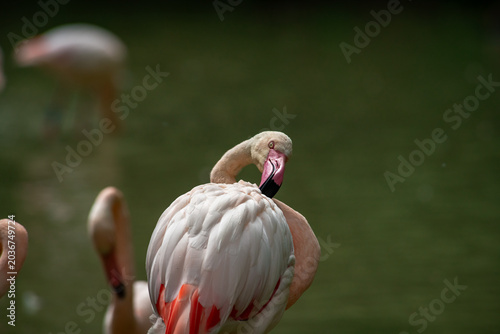 Nice close up portrait of pink flamingo bird