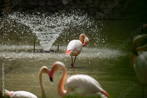 Nice close up portrait of pink flamingo bird