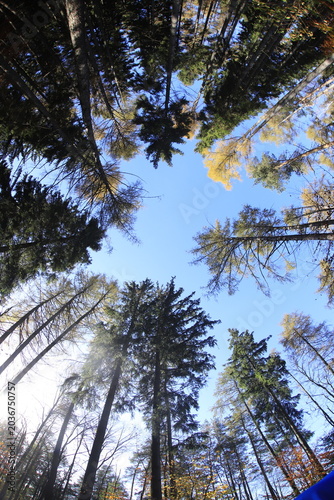 Tableau sur toile Czech republic forest in autumn wide angle lens