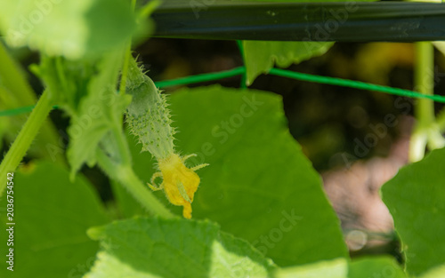 Cucumber growing on the vine
