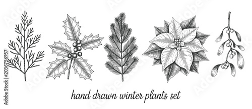 Foto Hand drawn set of winter plants including fir branch holly poinsettia and mistle