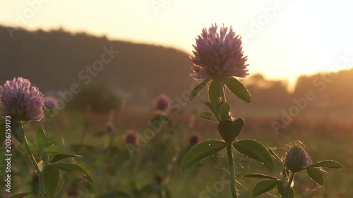 flowers of clover at sunset. close up