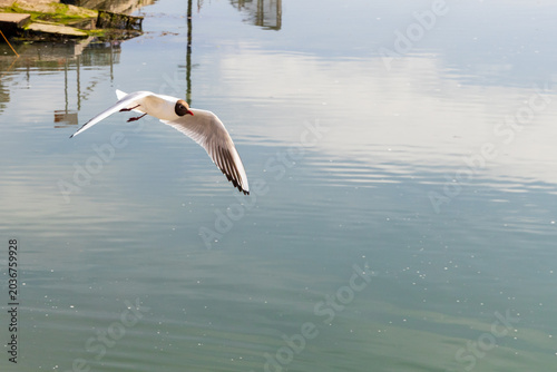 Black headed gull