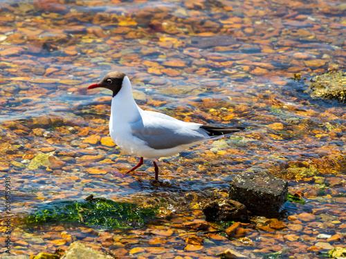 Black headed gull