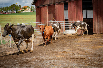 Cows in a farm. Cows coming out to green pasture in May 2026 after a winter in the barn. The photos was taken at Frösön in Sweden the same day the cows  left the barn. 