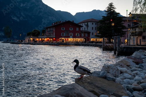 Duck on rocky shoreline by Lake Garda at dusk with illuminated waterfront buildings.