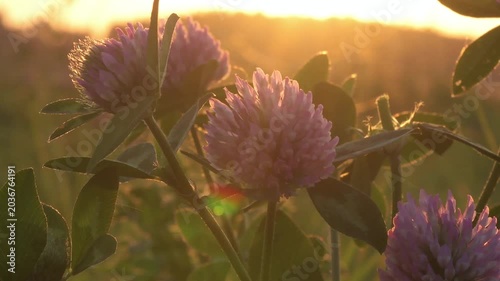 flowers of clover blooming  at sunset. macro