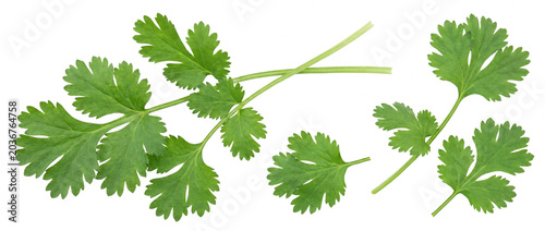 Fresh Green Cilantro Leaves and Sprigs Isolated