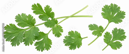 Obraz  z motywem Fresh Green Cilantro Leaves and Sprigs Isolated