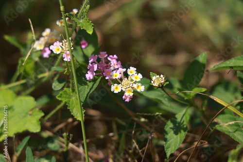 single lantana or tickberry or Ari poo in the morning sun light. putus flower on the plant