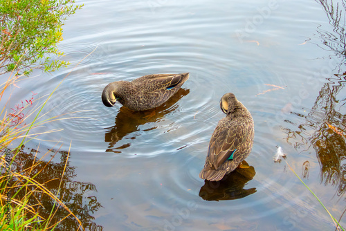 Photograph of two Pacific Black Ducks preening their feathers and searching for food in a freshwater lake on a sunny day in the Blue Mountains in New South Wales, Australia