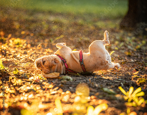Obraz na płótnie A joyful, wrinkled dog, resembling a Shar Pei, expresses pure happiness by rolli