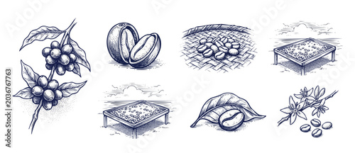 Foto Coffee beans botanical illustration set of vintage hand drawn engraving icons showing plant branch, leaf, flower, beans on drying beds for organic cultivation, farming, and coffee production