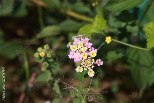 single lantana or tickberry or Ari poo in the morning sun light. putus flower on the plant