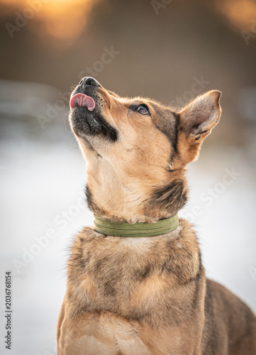 Принти на полотні A beautiful mixed-breed dog, with warm brown and tan fur and a green collar, loo
