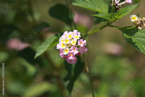 single lantana or tickberry or Ari poo in the morning sun light. putus flower on the plant