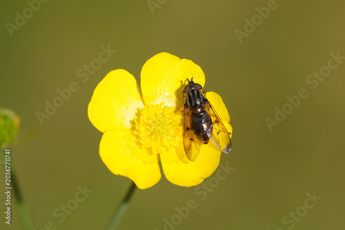 Female Eurasian Copperback, Ferdinandea cuprea, family Syrphidae on a yellow flower of a meadow buttercup (Ranunculus acris). Netherlands, Spring, May	