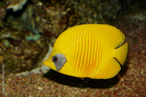 Konstfotografi Lateral view of a Bluecheek butterflyfish (Chaetodon semilarvatus)