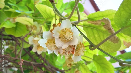 beautiful blooming kiwi flowers with white petals and yellow stamens on a vine