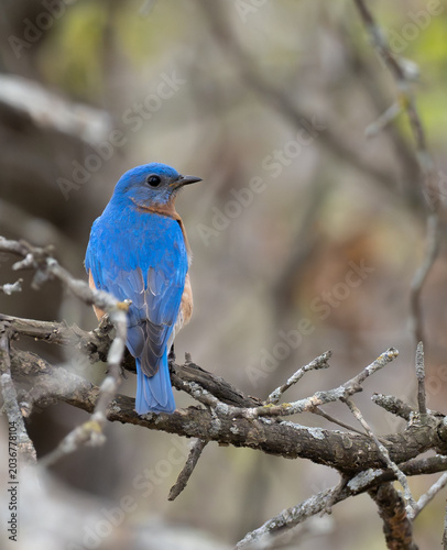 Eastern Bluebird with colorful blue feathers sit on a tree branch in spring
