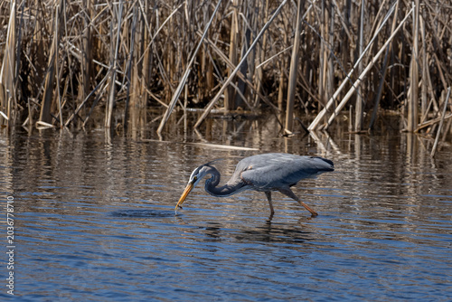 A great blue heron is fishing as it walks through the water on a spring day
