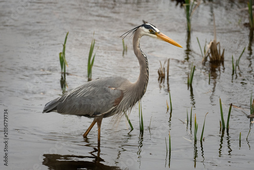 A great blue heron is fishing as it walks through the water on a spring day