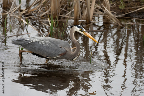 A great blue heron is fishing as it walks through the water on a spring day
