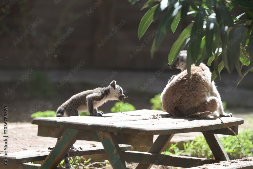 Naklejka premium Lemurs climbing tree.High quality 4k footage