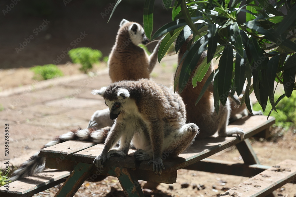 Naklejka premium Lemurs sunbathing bench.High quality 4k footage