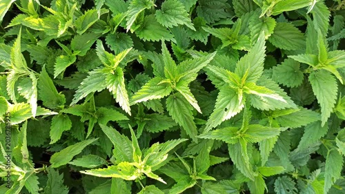natural green fresh nettle growing naturally . top view