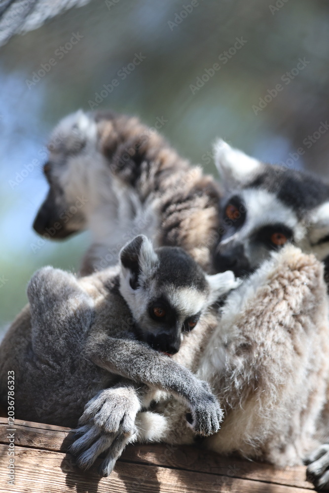 Naklejka premium Lemurs sunbathing bench.Lemurs cuddling tree. High quality 4k footage