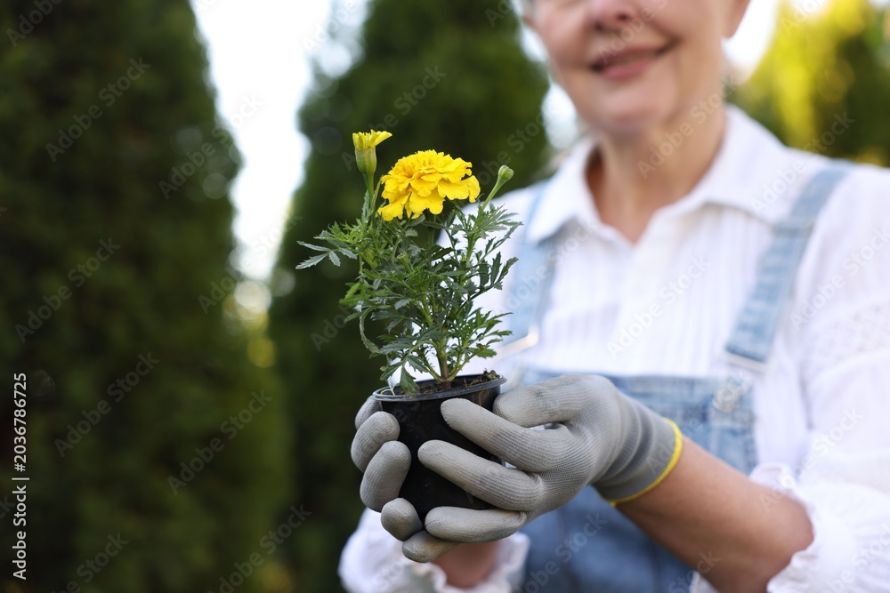 Obraz premium Gardening season. Senior woman holding pot with flowers outdoors, closeup. Space for text