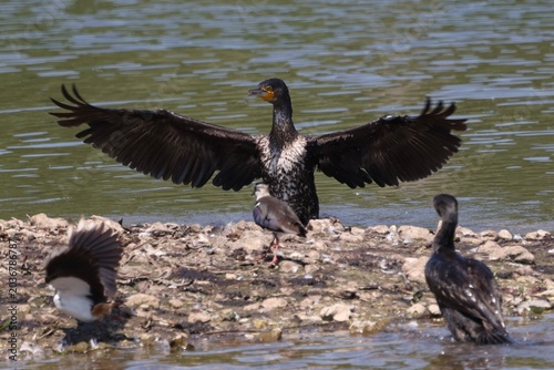 Photos Cormorant wingspan,