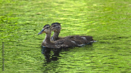 Pair of baby Mallard Ducks with eye strips aligned