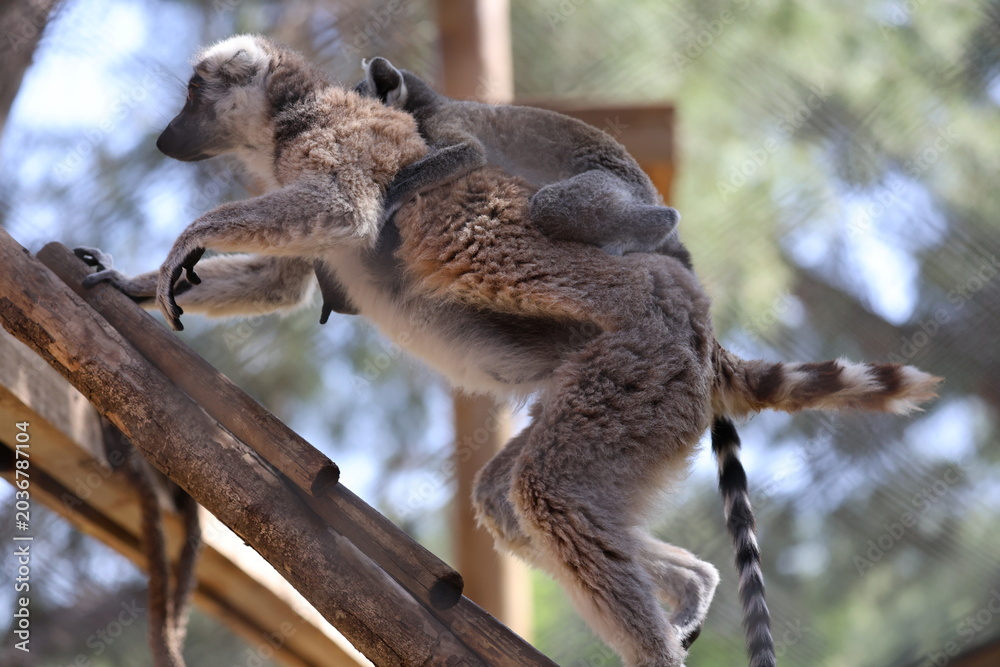 Naklejka premium Lemurs climbing tree.High quality 4k footage