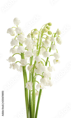Fresh lily-of-the-valley flowers with green stems isolated on white