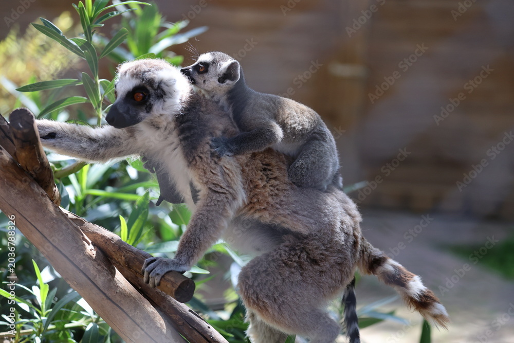 Naklejka premium Lemurs climbing tree.High quality 4k footage