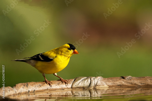 Goldfinch (Spinus tristis) drinking at bird bath; Laramie, Wyoming