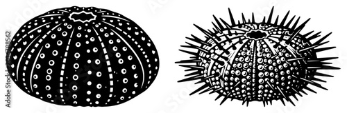 Slika na platnu Sea Urchin Shell and Spiky Marine Creature Skeleton Set - Underwater Biology Ill