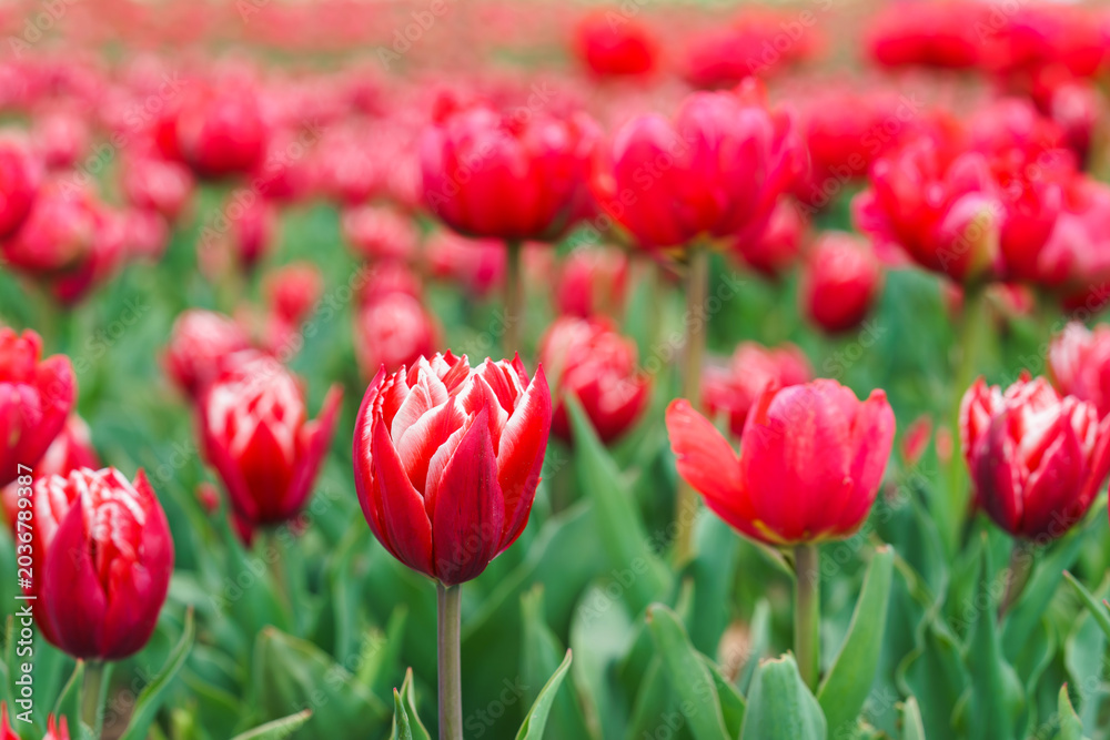 Obraz premium Red peony tulips, Tulipa gesneriana flowers with delicate white edged petals blooming in spring garden or park flowerbed. Nature floral background. Plant breeding, gardening, ornamental plant