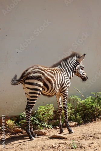 The baby zebra is walking. Sunlit dirt ground. High quality 4k footage